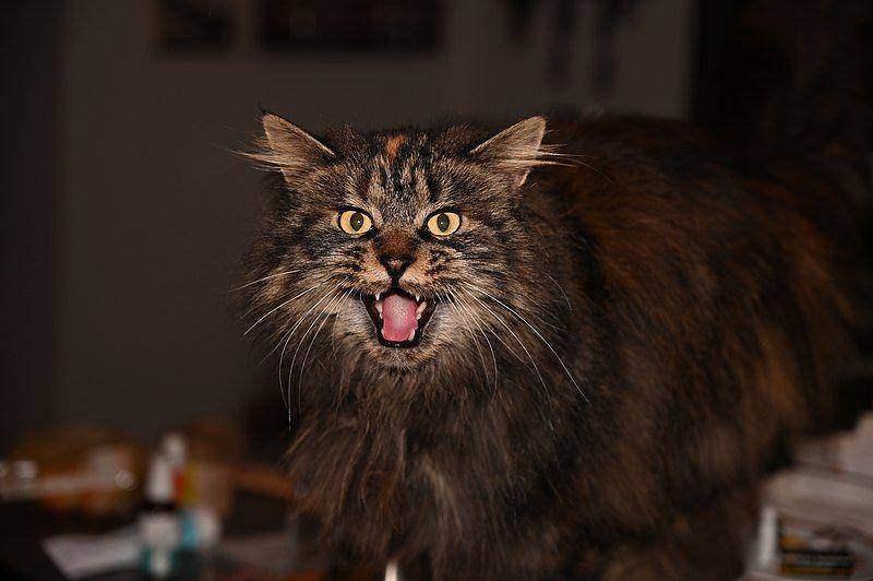 Maine coon (commons.wikimedia.org/Nortlio)