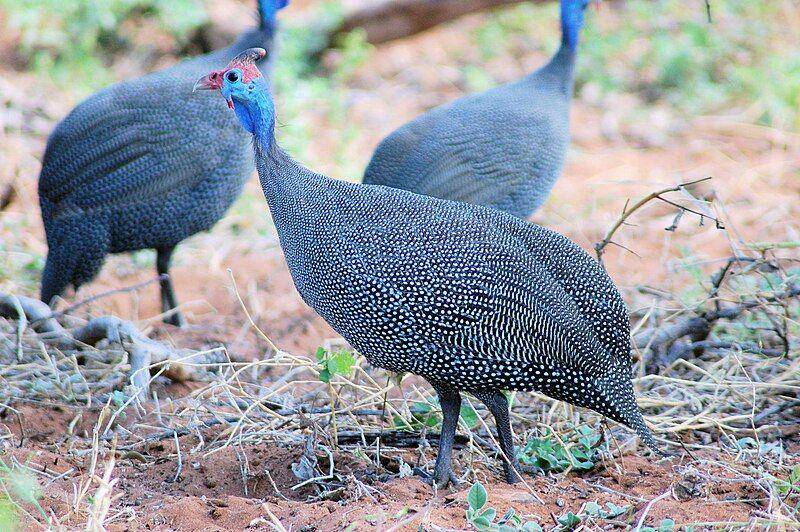 kawanan ayam mutiara di Botswana (commons.wikimedia.org/Joachim Huber)