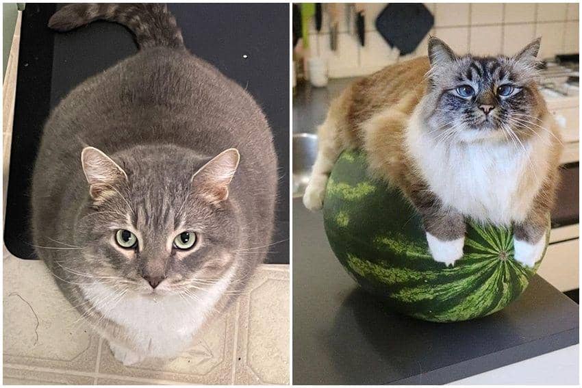 10 Potret Kucing Cosplay Jadi Semangka, Mirip Banget!