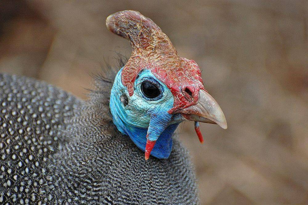 tampak dekat ayam mutiara helmeted guineafowl (commons.wikimedia.org/PanWoyteczek)