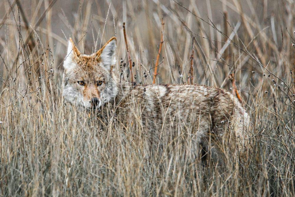 Coyote (pexels.com/Aaron Brewer)