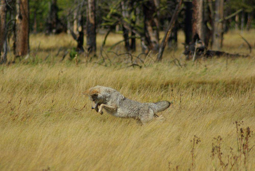 Coyote (pexels.com/CARYN MORGAN)