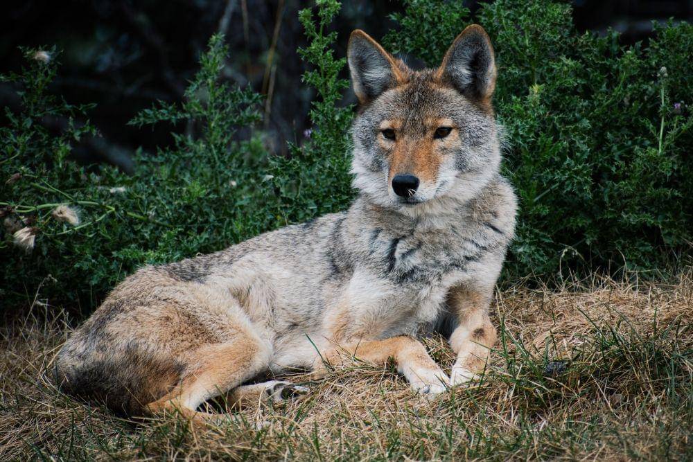 Coyote (pexels.com/Esteban Arango)