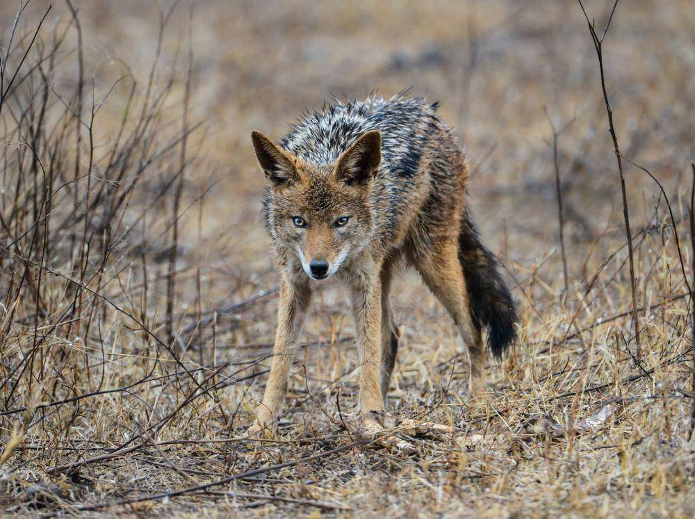 Coyote (pexels.com/Frans van Heerden)