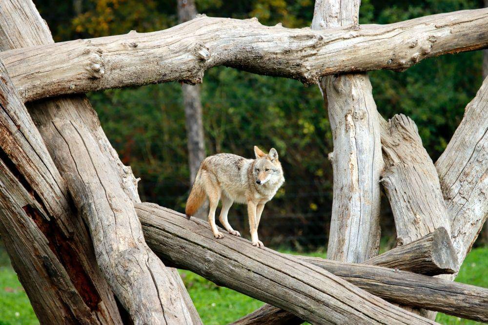 Coyote (pexels.com/patrice schoefolt)