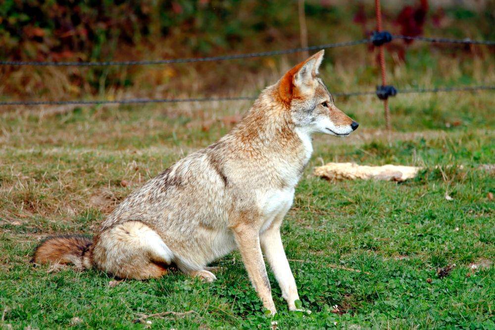 Coyote (pexels.com/patrice schoefolt)