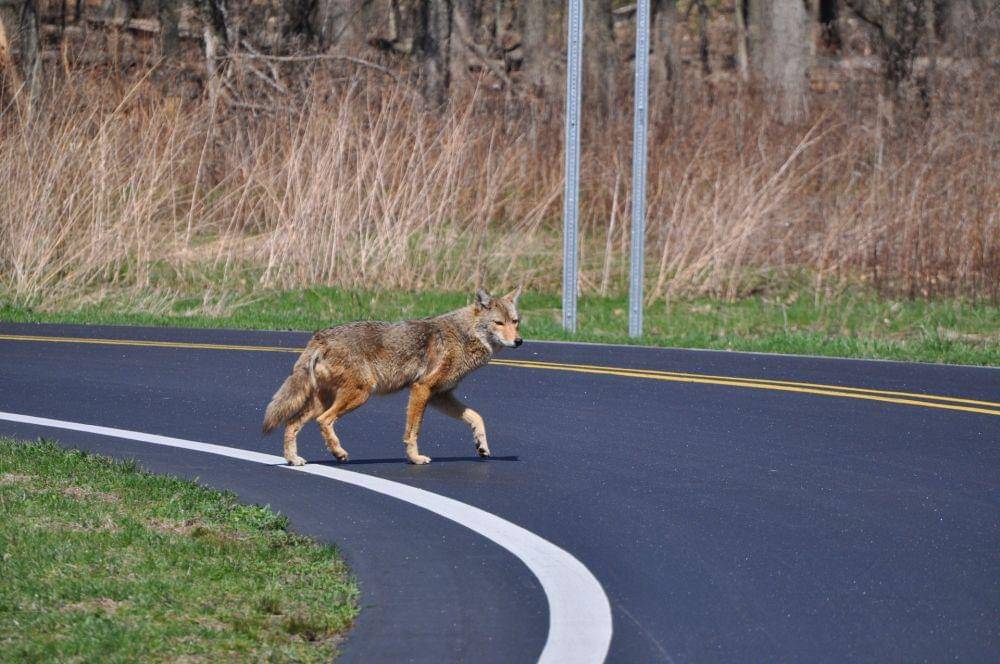 Coyote (pexels.com/Thomas Shockey)