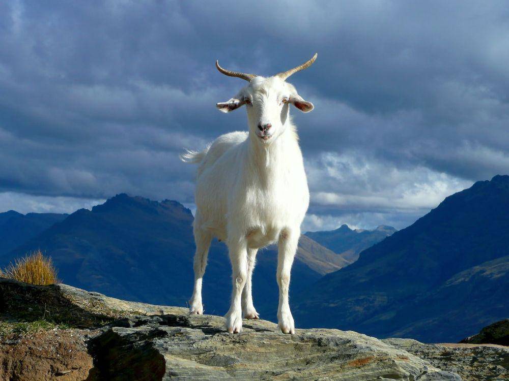 gambaran kambing (unsplash.com/Ray Aucott)