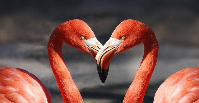 ilustrasi hari valentine (pixabay.com/stux)