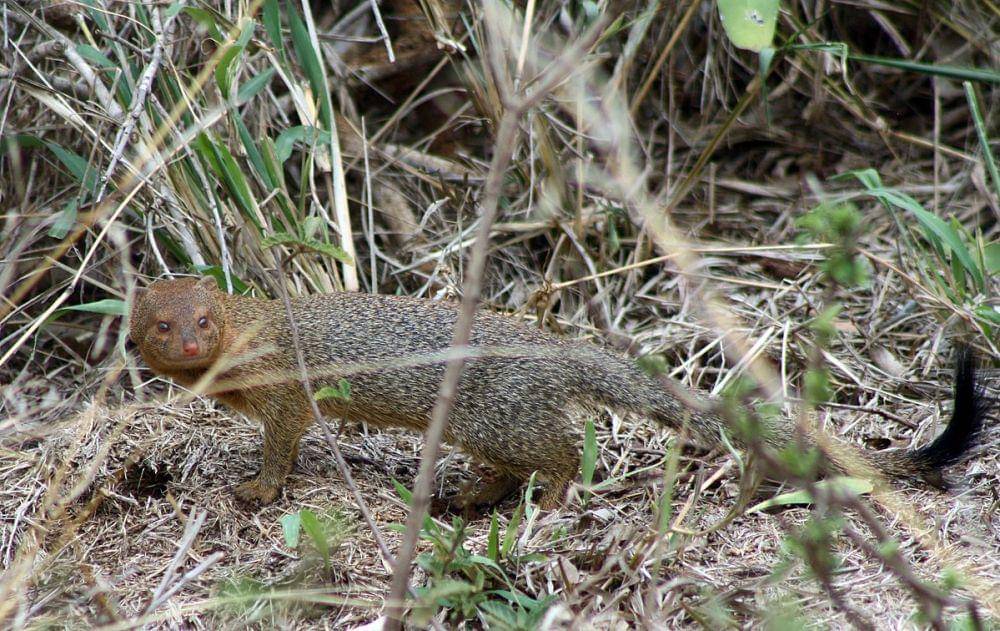 ilustrasi slender mongoose (commons.wikimedia.org/Bob Adams)