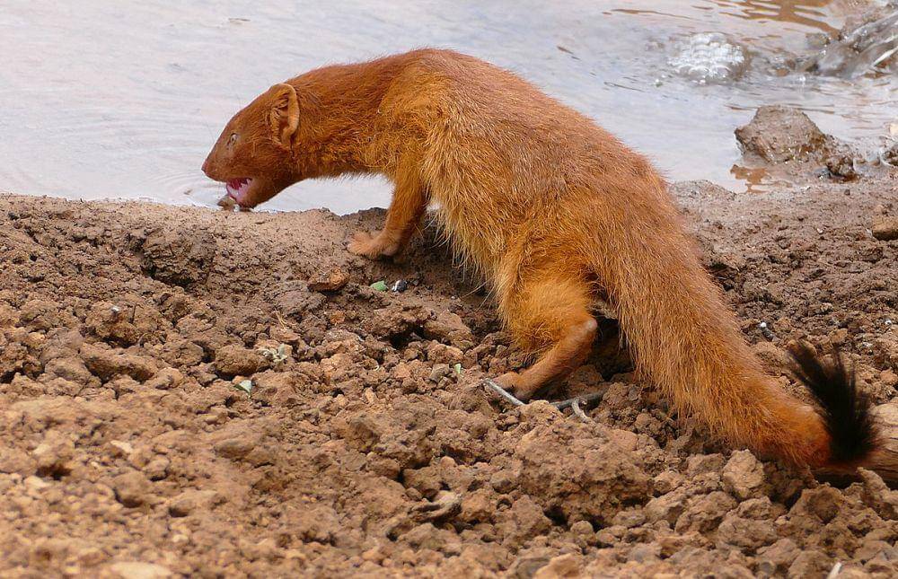 ilustrasi slender mongoose (commons.wikimedia.org/Bernard DUPONT)