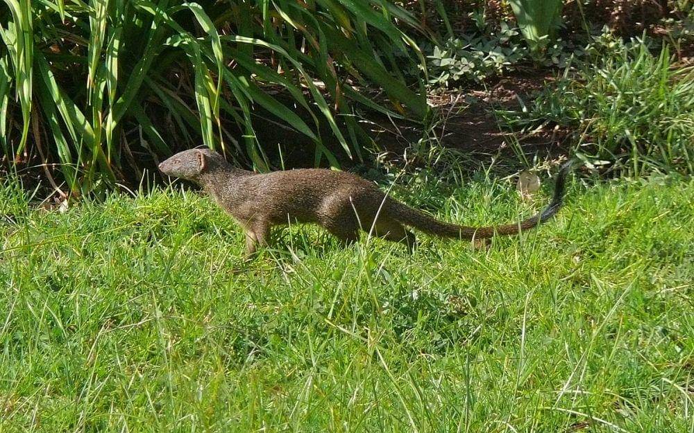 ilustrasi slender mongoose (commons.wikimedia.org/Christiaan Kooyman)