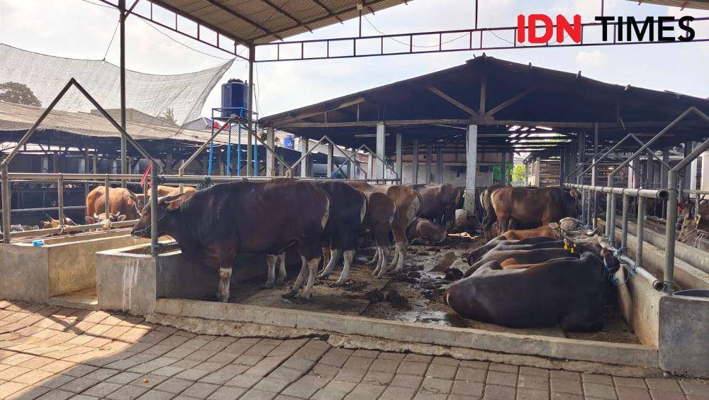 Sejumlah sapi milik peternak hewan kurban yang berada di kawasan Kecamatan Cimanggis, Kota Depok. (IDNTimes/Dicky)
