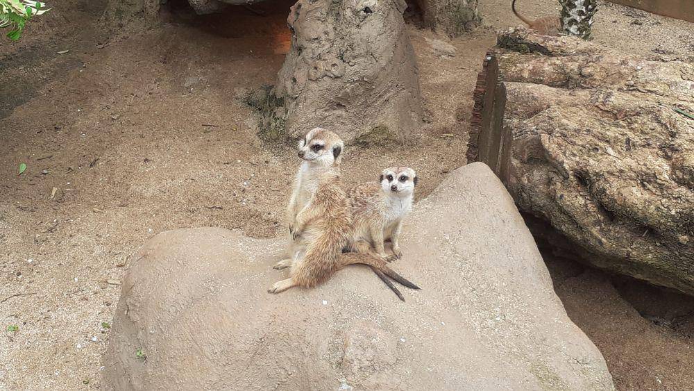 Meerkat (dok. Pribadi/Zaffy Febryan)