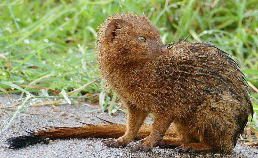 ilustrasi slender mongoose (commons.wikimedia.org/Bernard DUPONT)