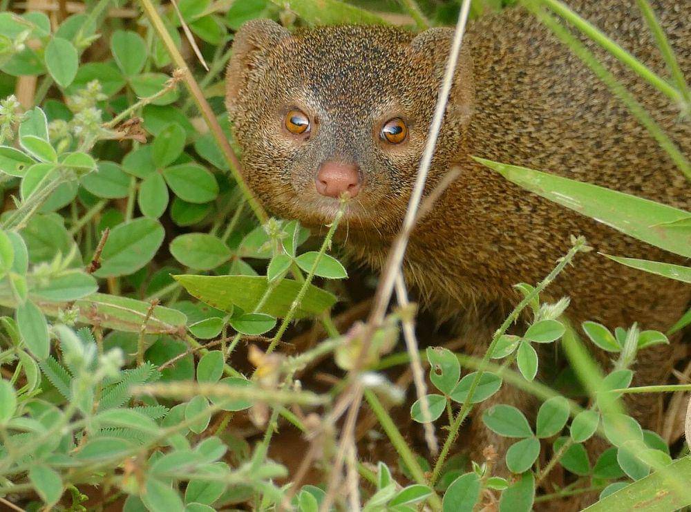 ilustrasi slender mongoose (commons.wikimedia.org/Bernard DUPONT)