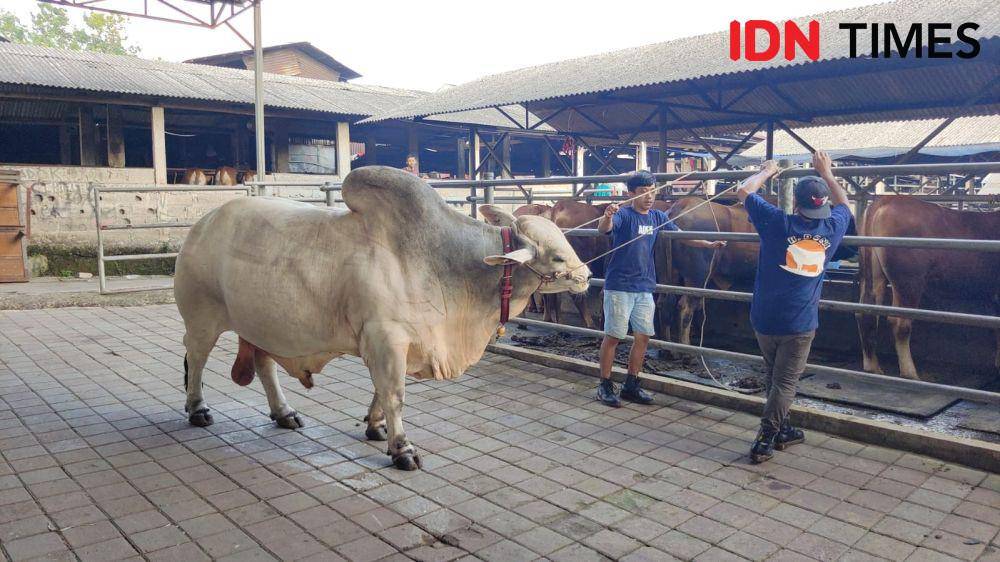 Sapi jenis Brahman Cross dengan berat 1.125 kilogram yang berada peternakan mall hewan kurban di kawasan Cimanggis, Kota Depok. (IDNTimes/Dicky)