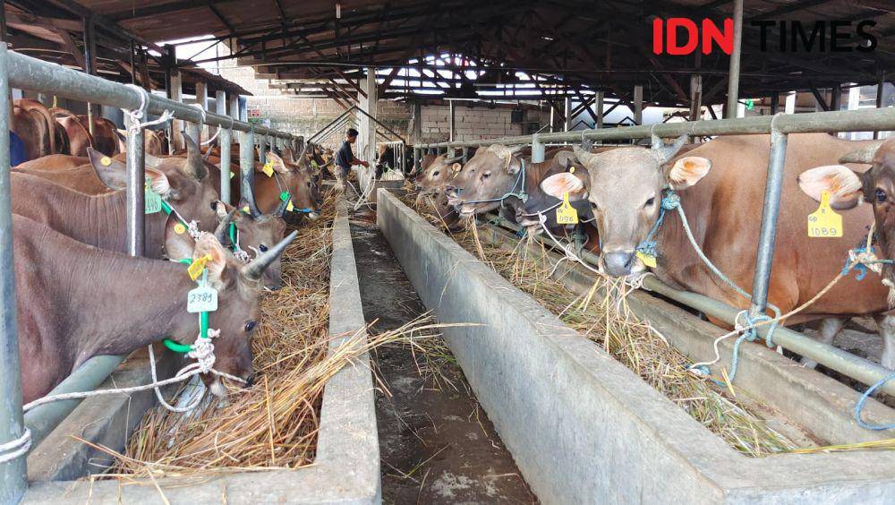 Sejumlah sapi yang berada di peternakan hewan kurban di wilayah, Kelurahan Cisalak Pasar, Kecamatan Cimanggis, Kota Depok. (IDNTimes/Dicky)