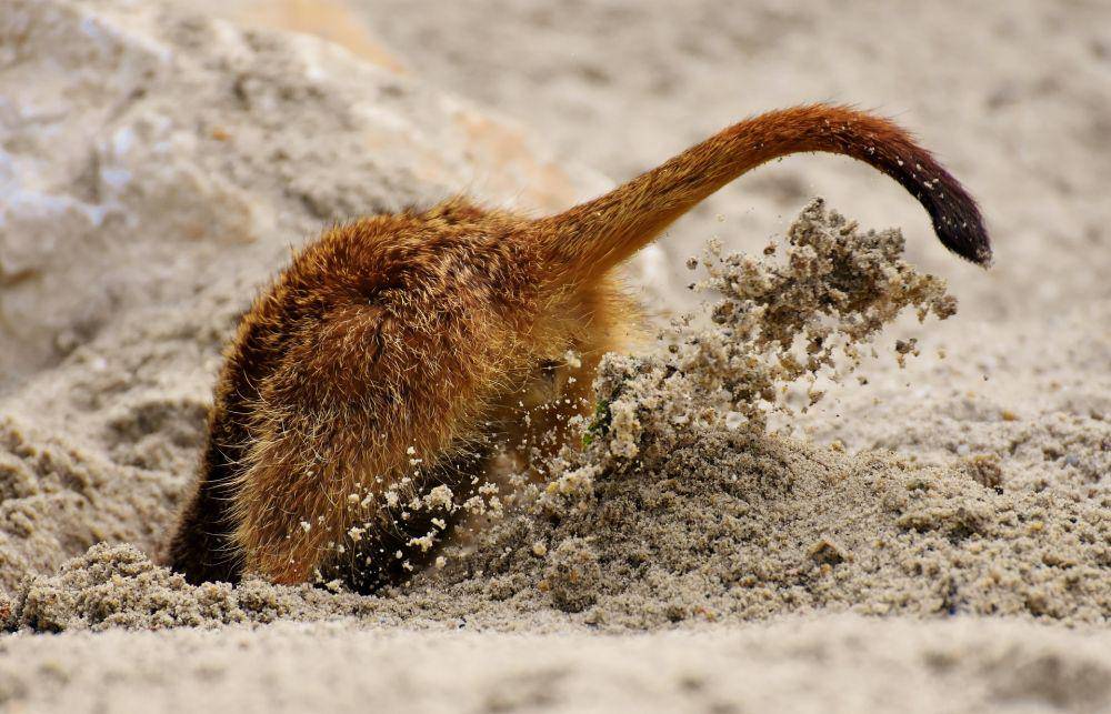 Meerkat (pixabay.com/Alexas_Fotos)