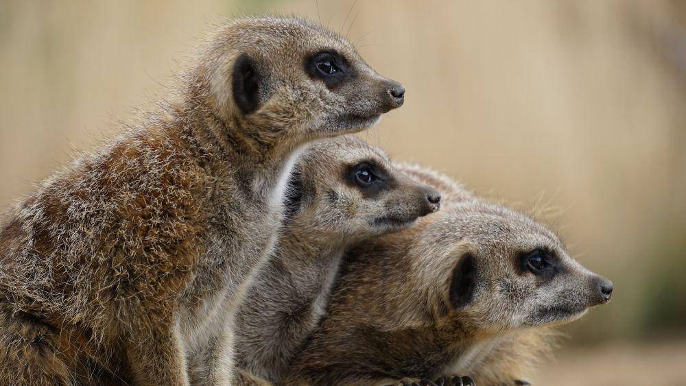 Meerkat (pixabay.com/Mikes-Photography)