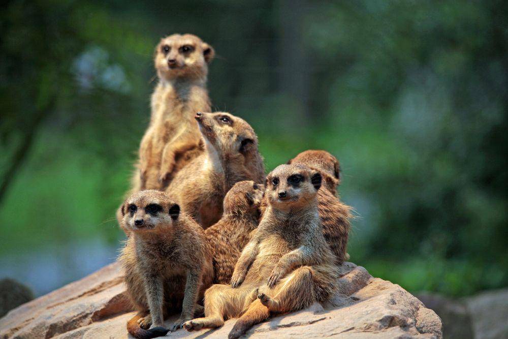 Meerkat (pixabay.com/Barni1)