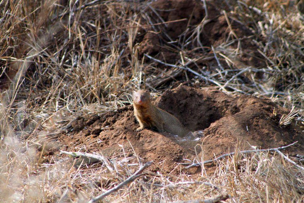 ilustrasi slender mongoose (commons.wikimedia.org/flowcomm)
