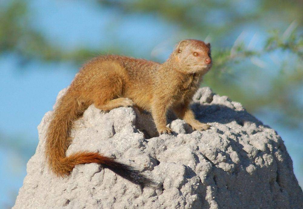 ilustrasi slender mongoose (commons.wikimedia.org/Sara&)Joachim)