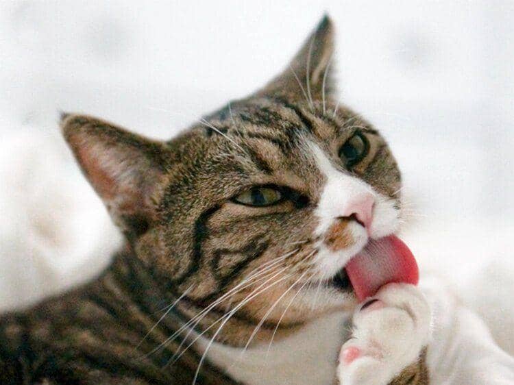 ilustrasi lidah kucing (womansworld.com)