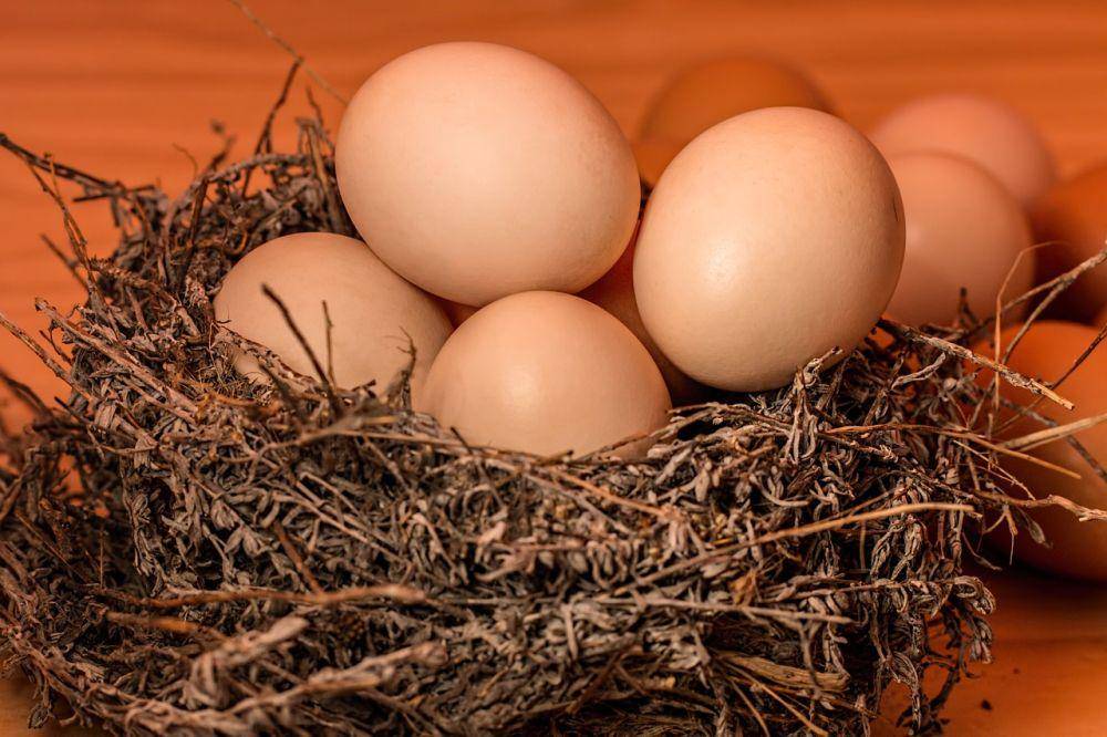 ilustrasi telur ayam segar (pixabay.com/stevepb)