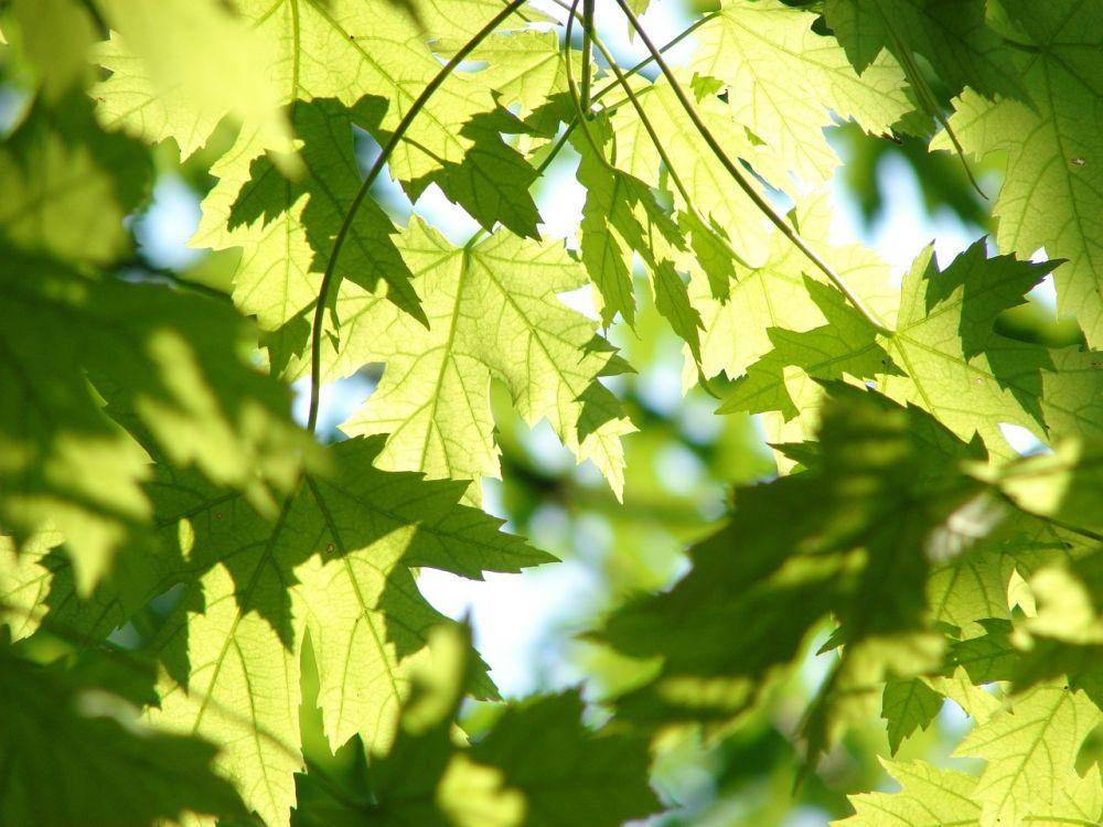 Pohon maple (pixabay.com/gregovish)