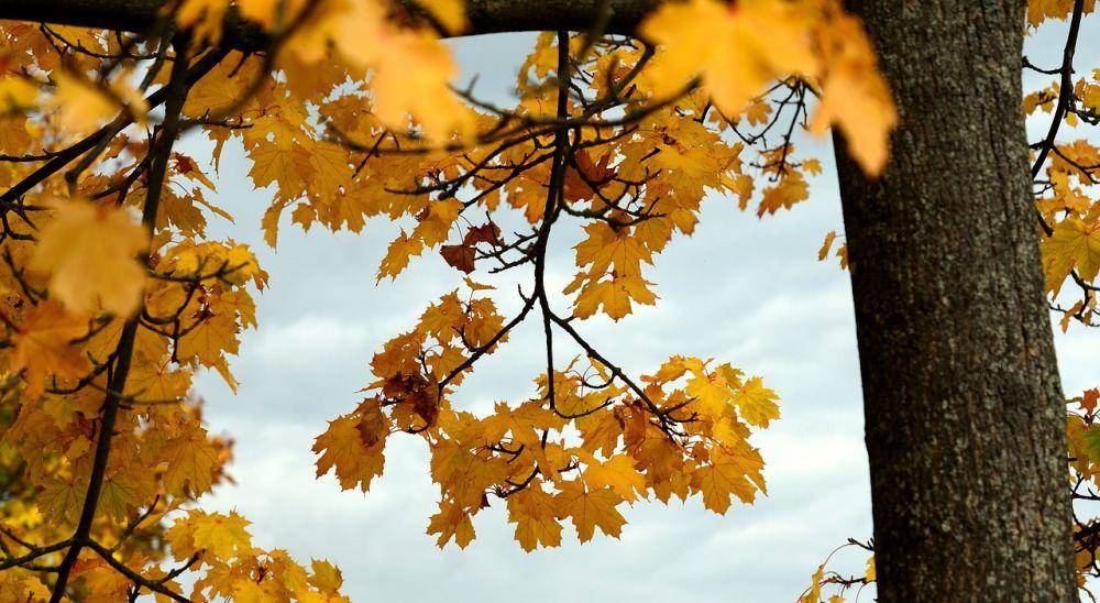 Pohon maple (pixabay.com/congerdesign)
