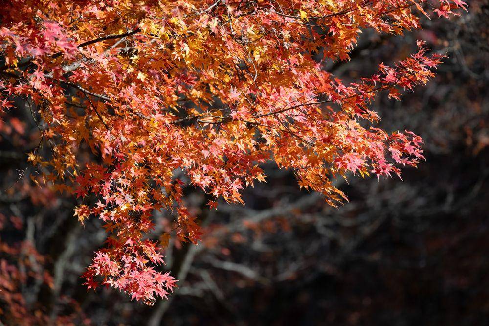 Pohon maple (pixabay.com/Penny)
