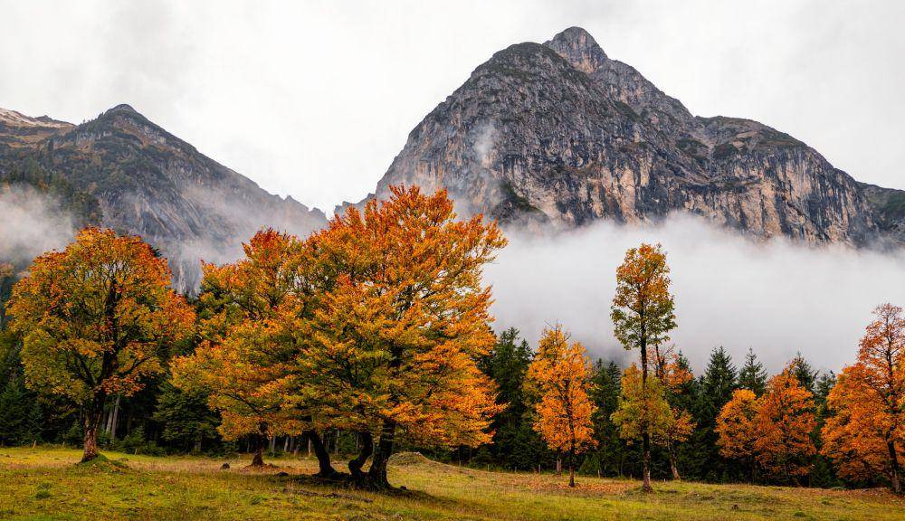 Pohon maple (unsplash.com/Mario Dobelmann)
