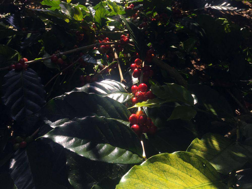 Ceri kopi di salah satu kebun warga di Desa Landih, Bangli (Dok.Pribadi/Natalia Indah)