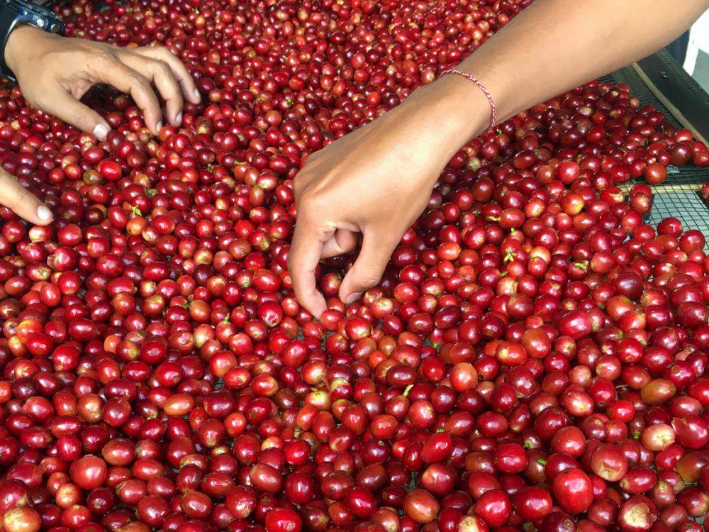 Ceri kopi yang telah dipetik dan dicuci (Dok.Pribadi/Natalia Indah)