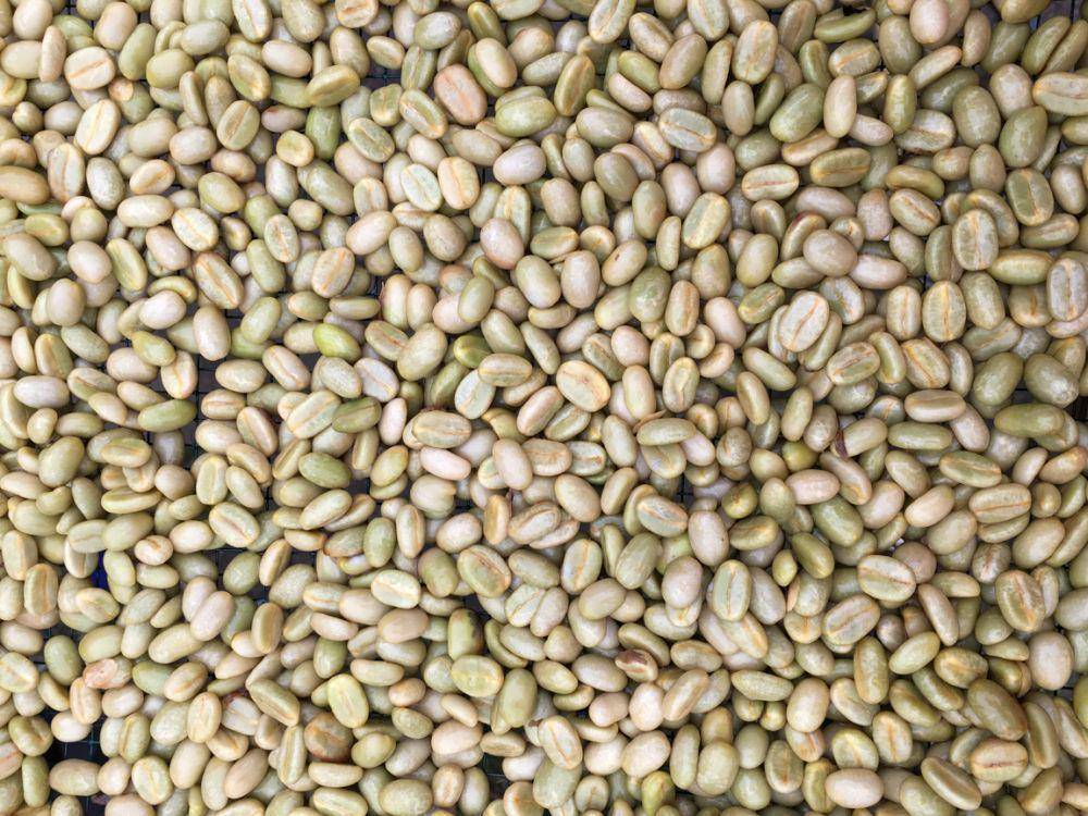 Ceri kopi yang sudah dikupas menjadi green beans (Dok.Pribadi/Natalia Indah)