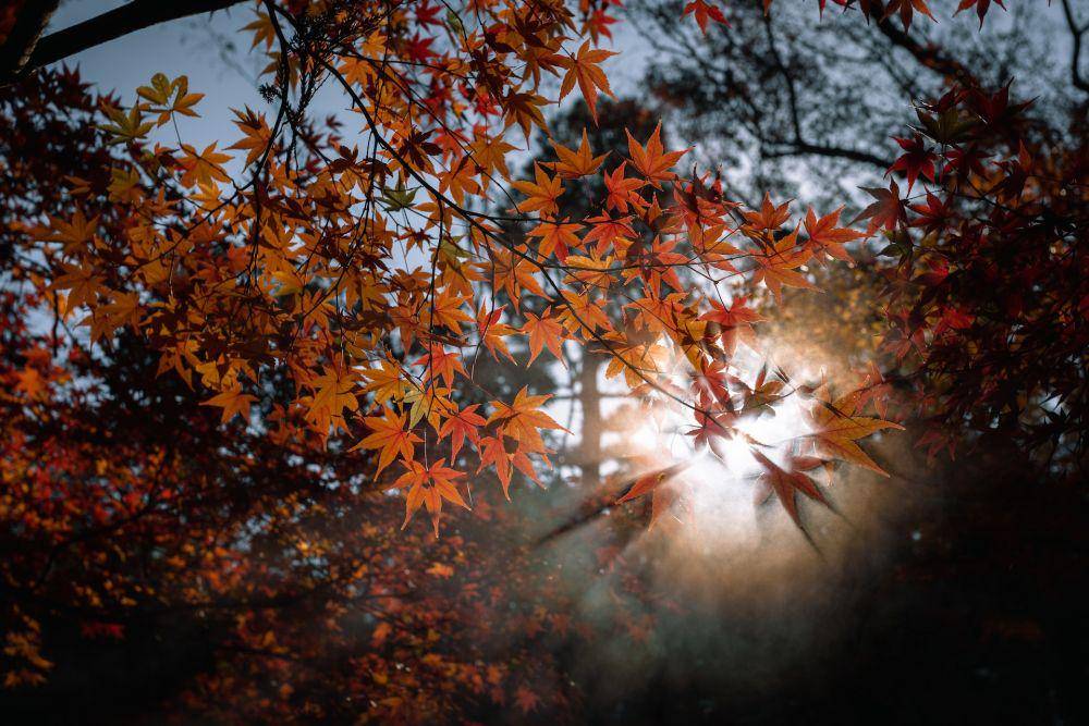 Pohon maple (pexels.com/Tomáš Malík)