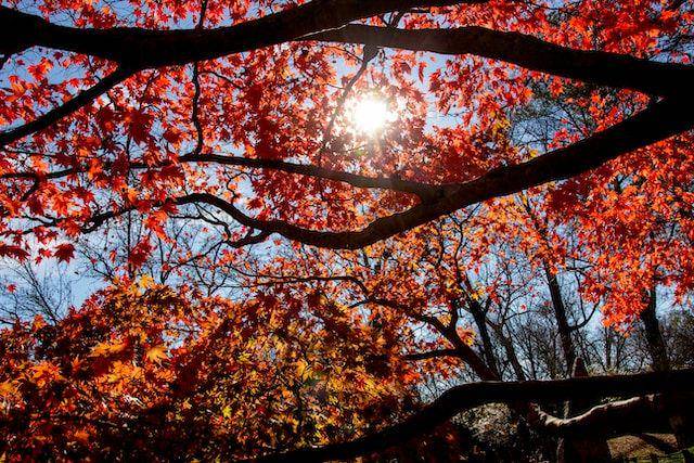 Pohon maple (unsplash.com/Salome Guruli)
