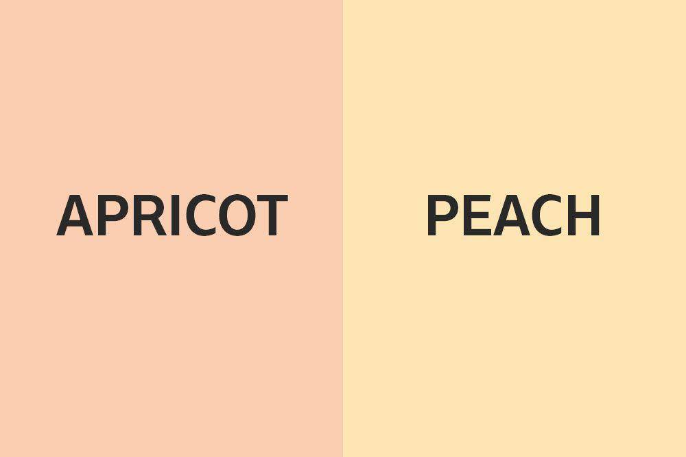 Ilustrasi beda warna apricot dan peach (IDN Times/Abigail Putra)
