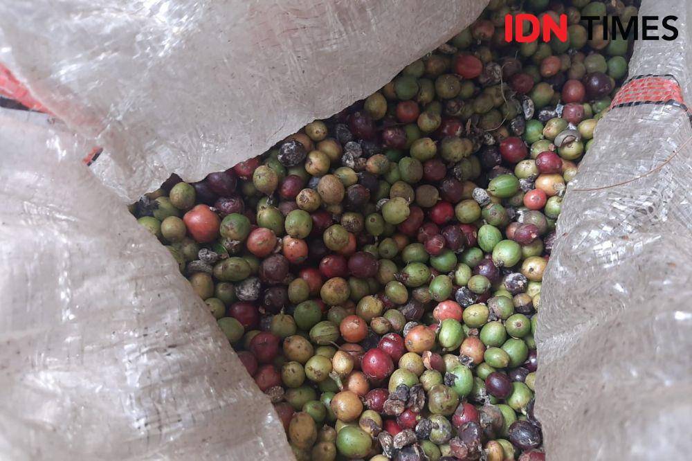Petani Kopi Gunung Wangun Dua Babakan Madang, Entib, berhasil menempati posisi lima besar festival kopi di Prancis. (IDN Times/Satria Permana)