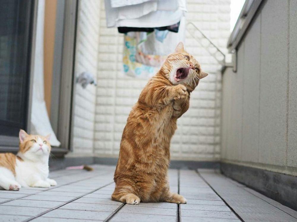 10 Potret Kucing Berdiri di Depan Pintu, Mau Ngapain, sih?