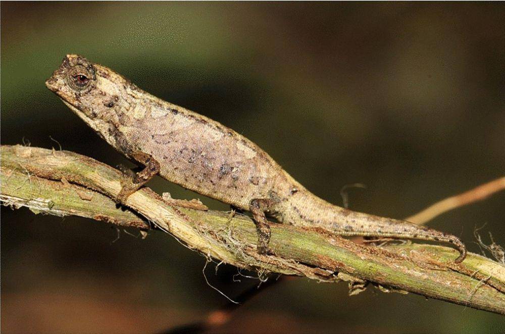 Brookesia nana jantan (commons.wikimedia.org/Frank Glaw)
