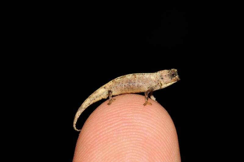 Brookesia nana (twitter.com/bigthink)