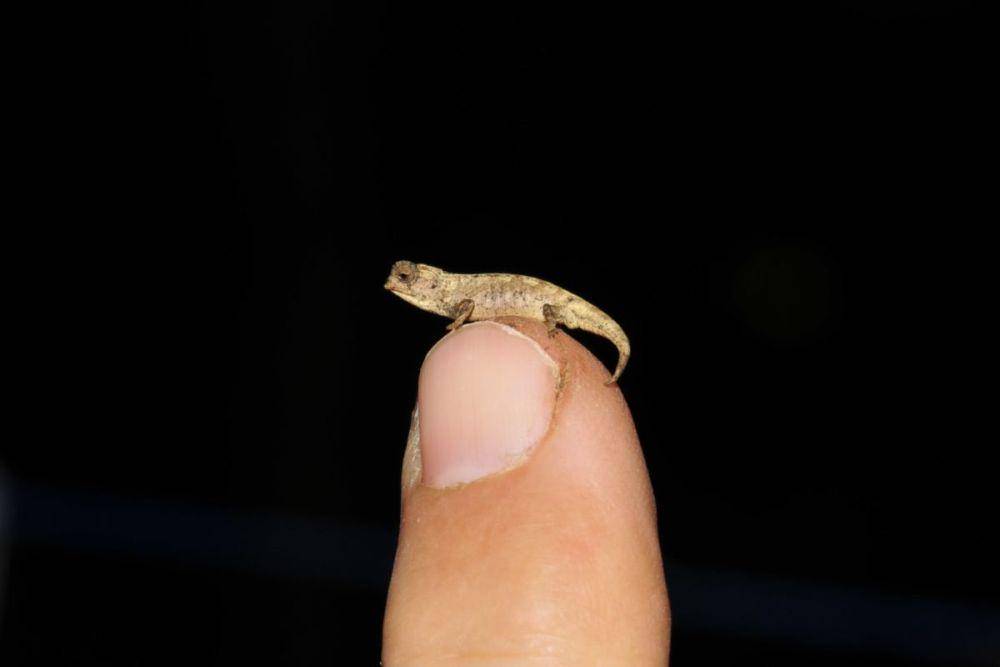 Brookesia nana (twitter.com/domdyer70)