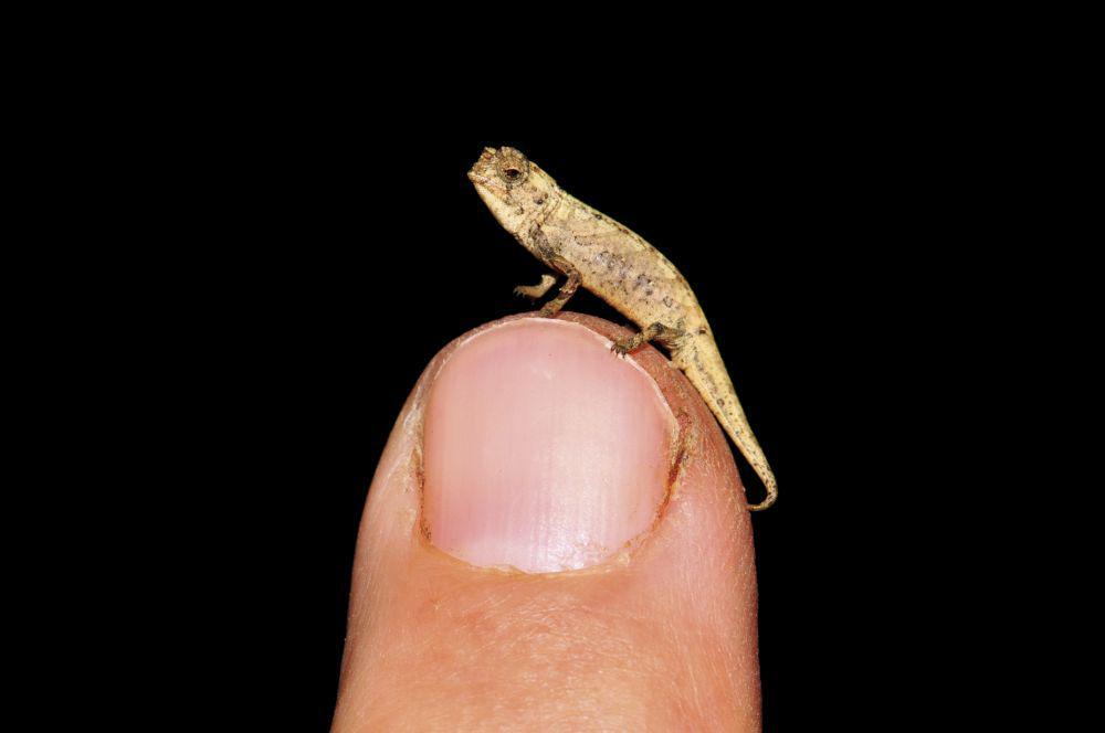5 Fakta Nano-Chameleon, Diduga Reptil Terkecil di Dunia