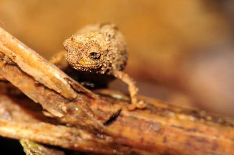 Brookesia nana (twitter.com/Weird_AnimaIs)