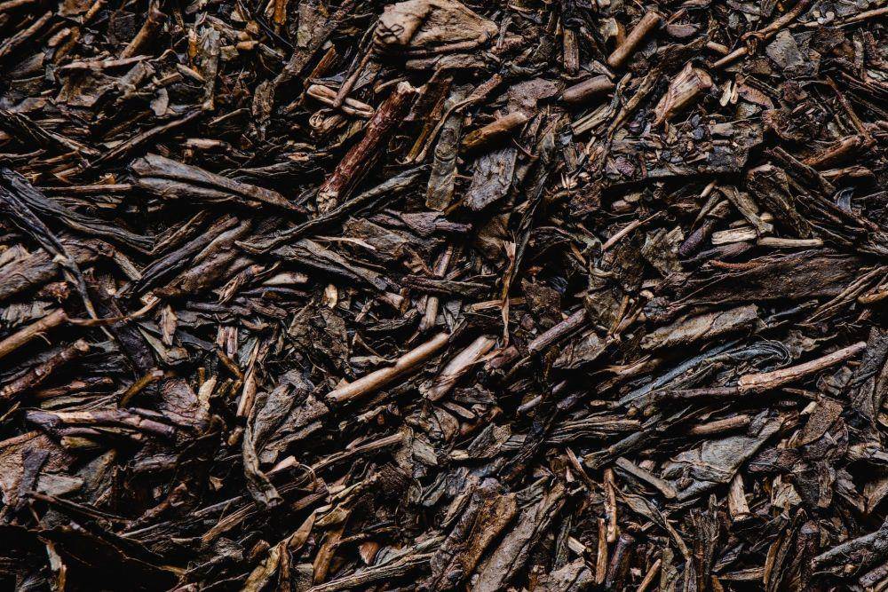 Teh hojicha (pexels.com/Eva Bronzini)