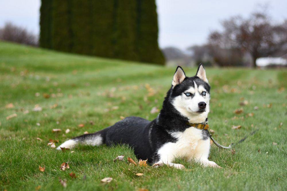 Husky Siberia (pexels.com/Julissa Helmuth)