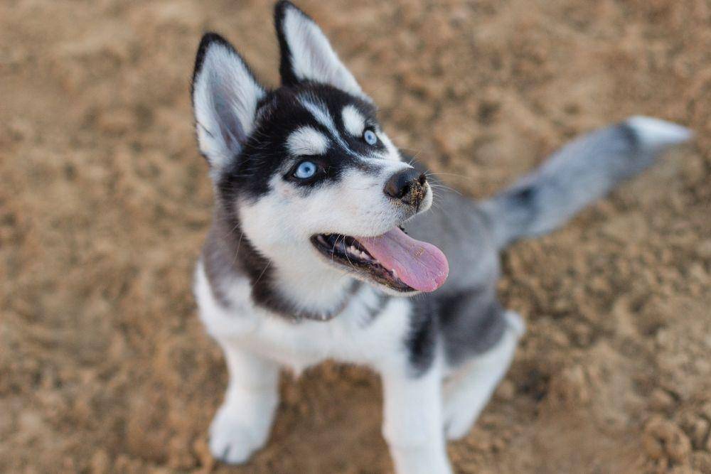 Husky Siberia (pexels.com/Kateryna Babaieva)