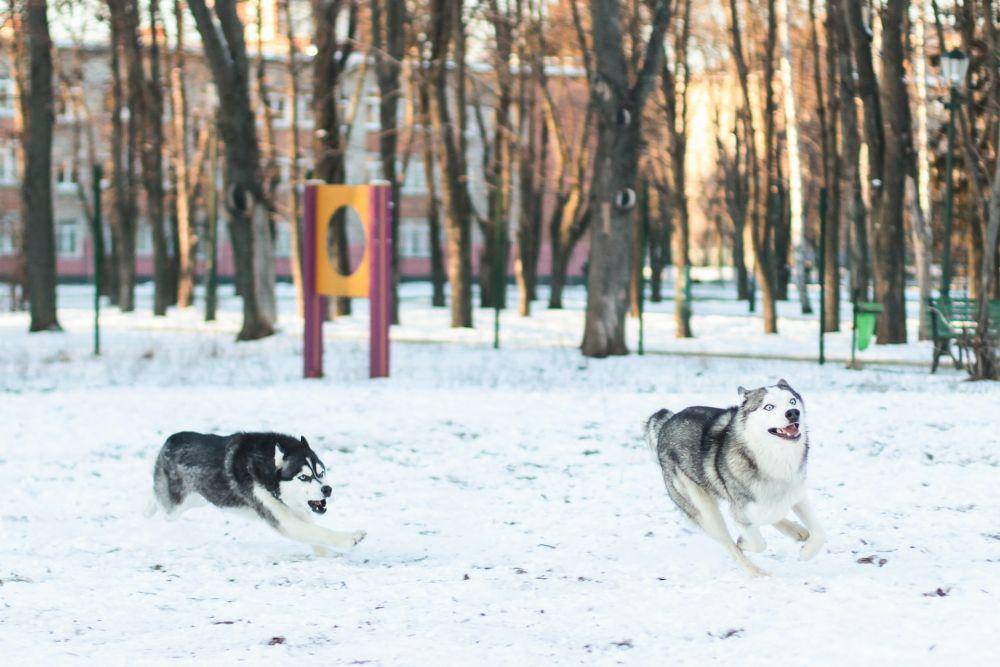 Husky Siberia (pexels.com/Kateryna Babaieva)